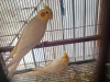 Cockatil bird
